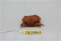 藏品(近親皺蟹)的圖片